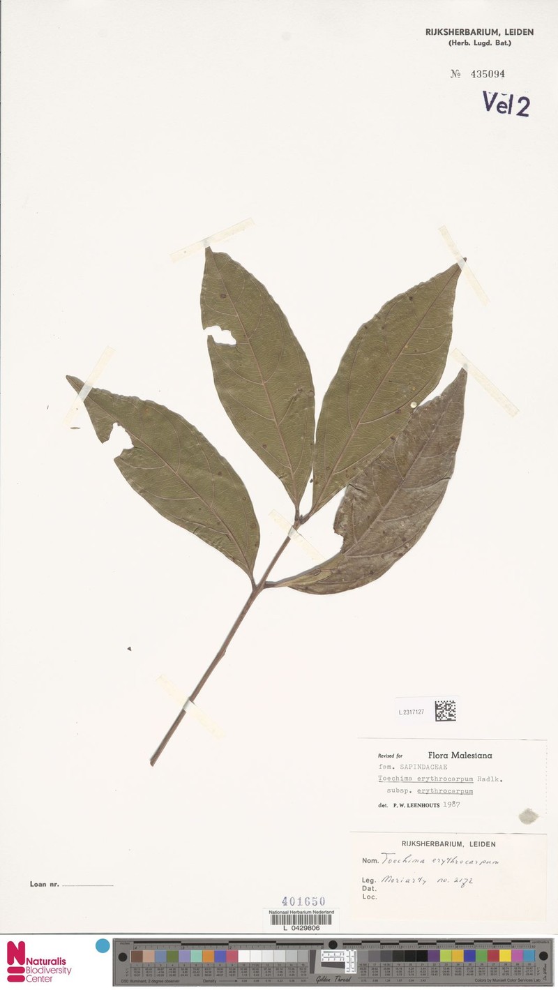 Toechima erythrocarpum subsp. erythrocarpum