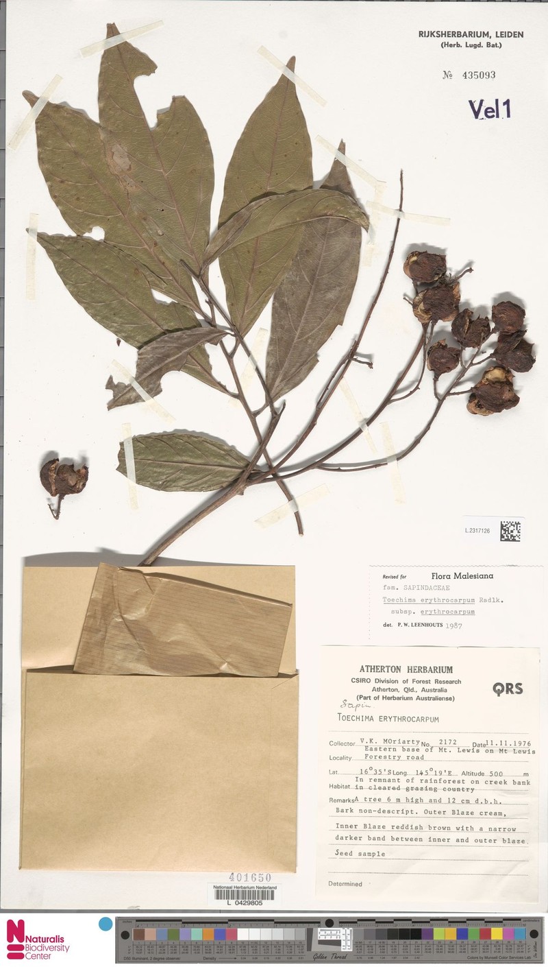 Toechima erythrocarpum subsp. erythrocarpum photo 2