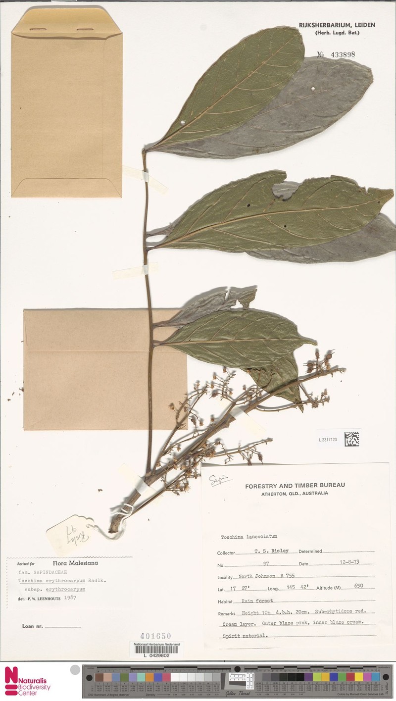 Toechima erythrocarpum subsp. erythrocarpum photo 3