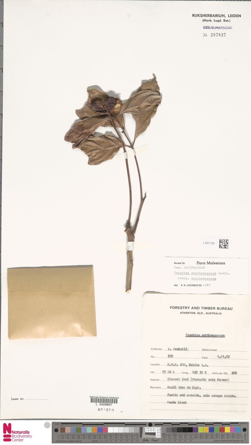 Toechima erythrocarpum subsp. erythrocarpum photo 4