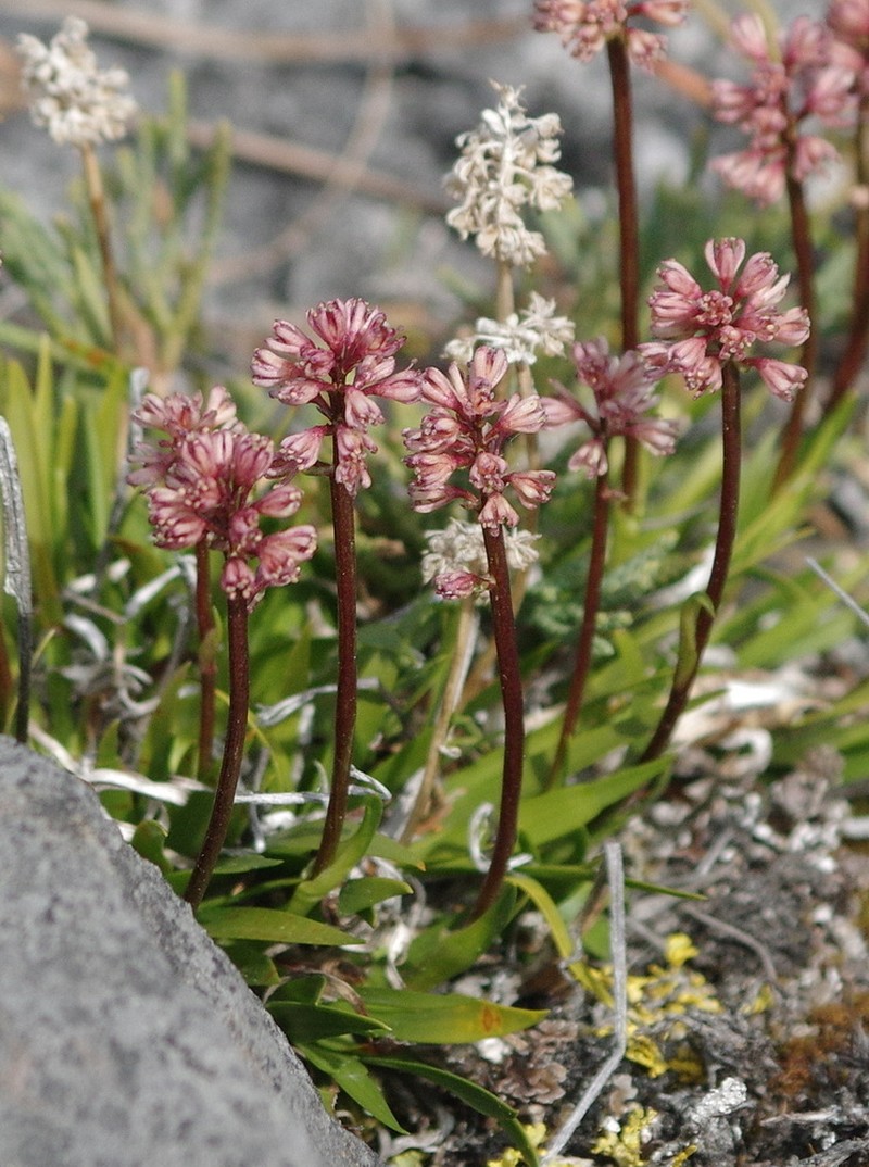Northern Asphodel photo 2
