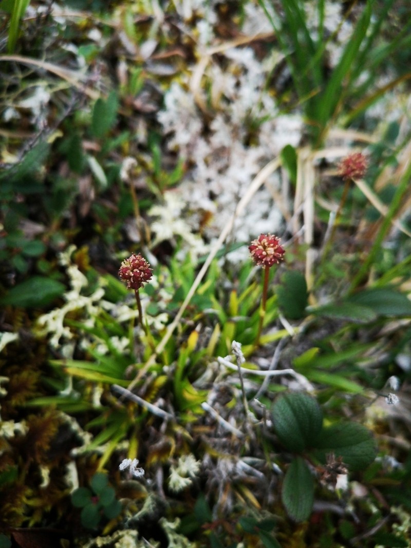 Northern Asphodel photo 3