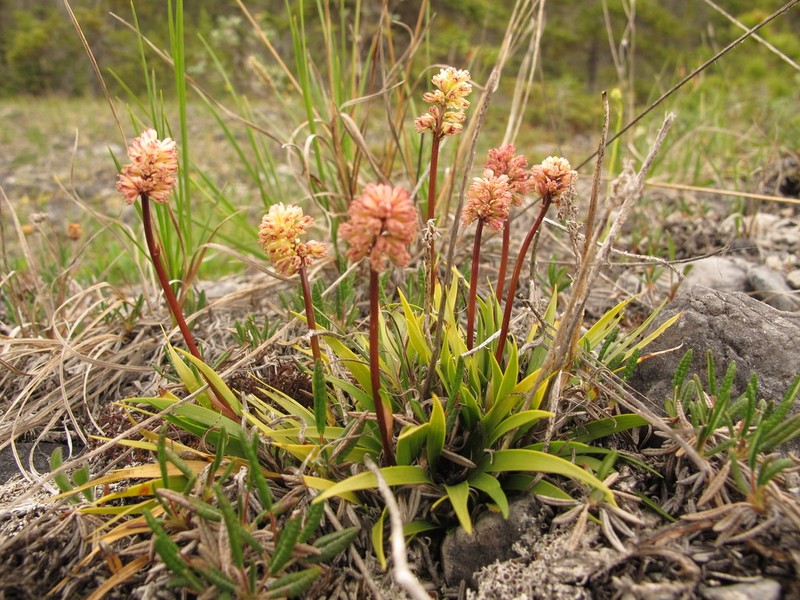 Northern Asphodel photo 4