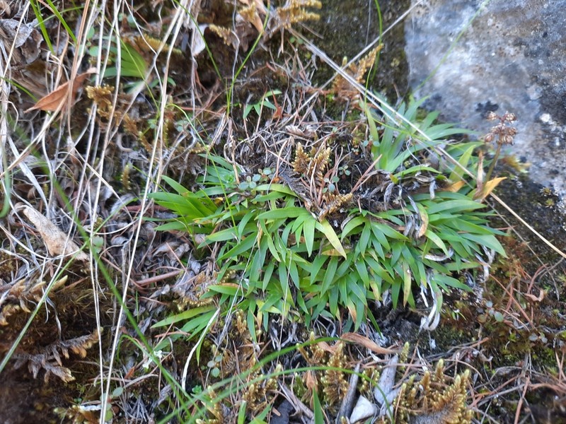 Northern Asphodel photo 5
