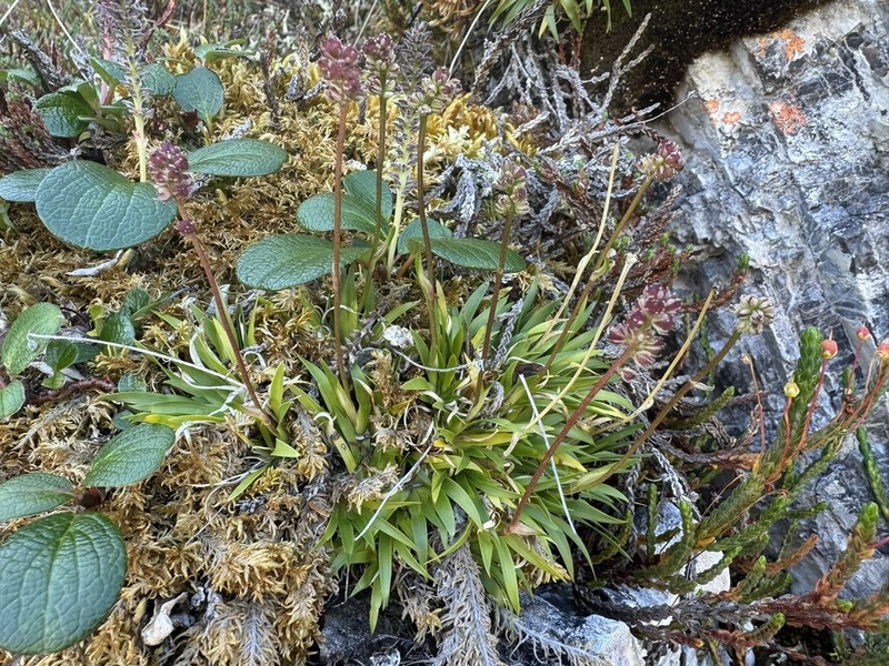 Northern Asphodel photo 6