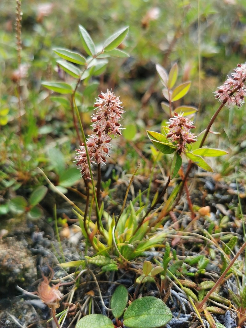 Northern Asphodel photo 7