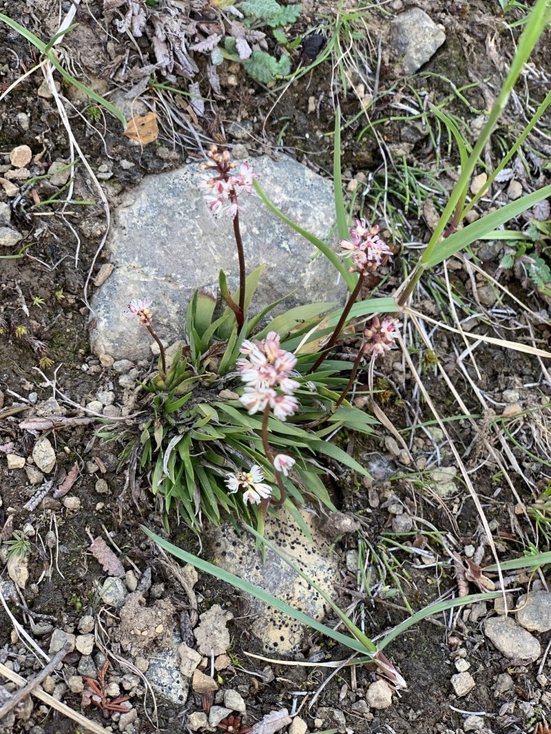 Northern Asphodel photo 8
