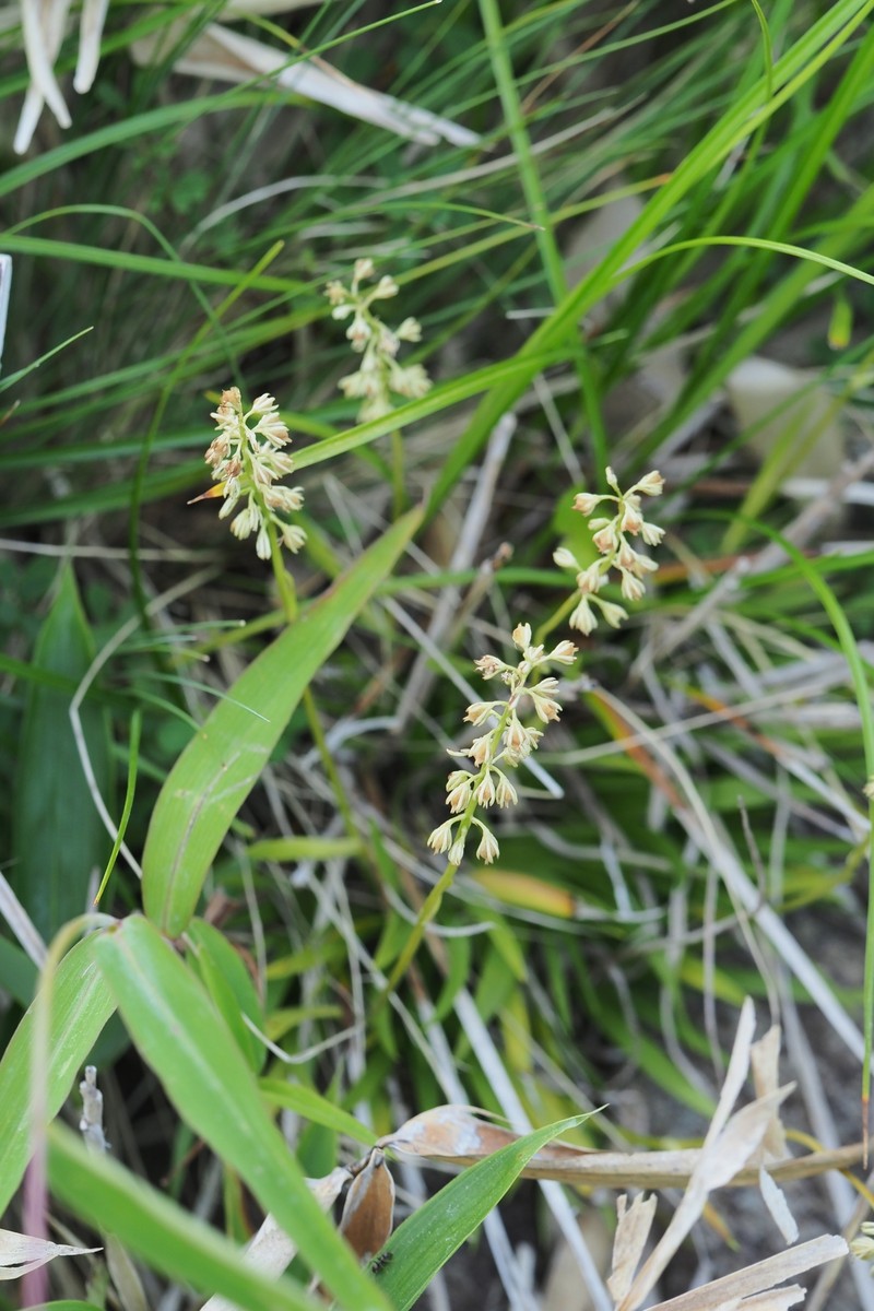 Tofieldia coccinea subsp. coccinea