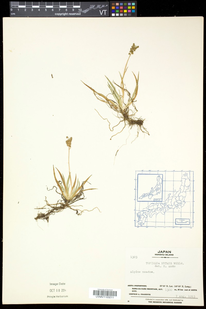 Tofieldia coccinea subsp. coccinea photo 2