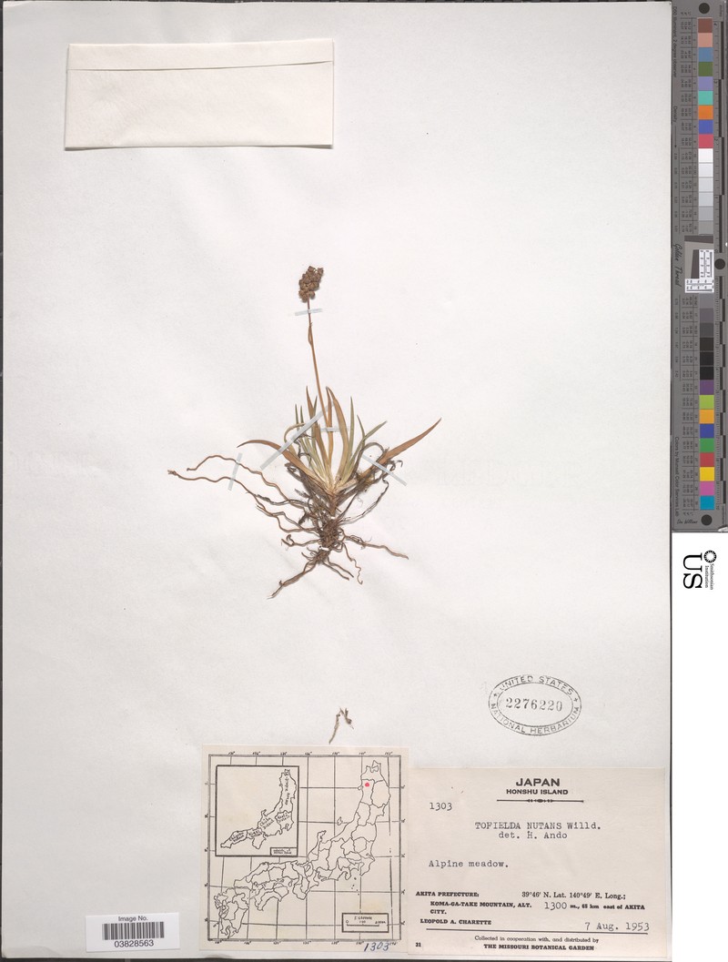 Tofieldia coccinea subsp. coccinea photo 3