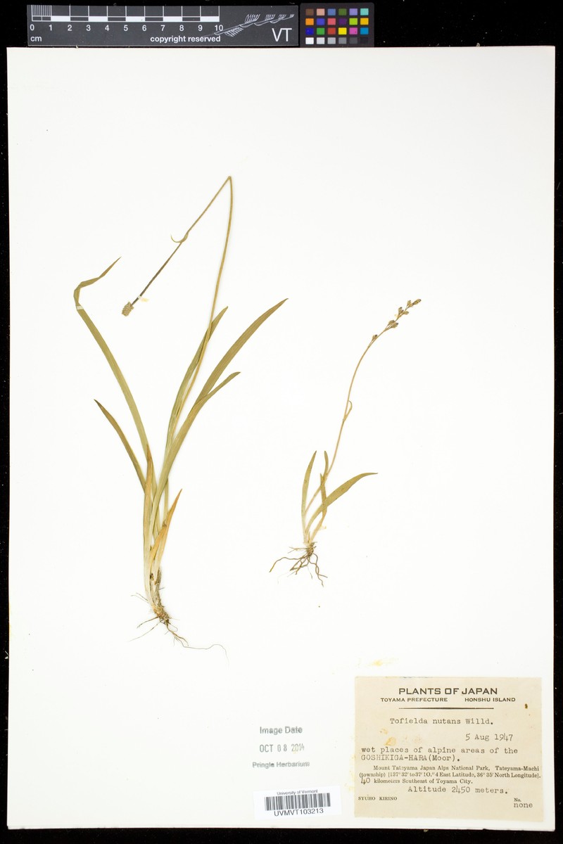 Tofieldia coccinea subsp. coccinea photo 4