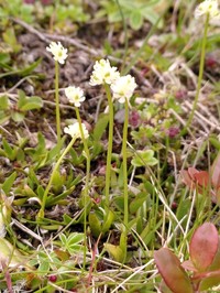 Scotch False Asphodel