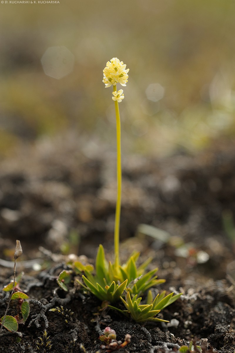 Scotch False Asphodel photo 2