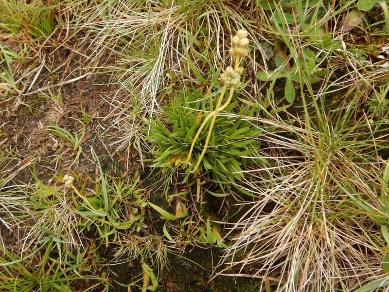 Scotch False Asphodel photo 3