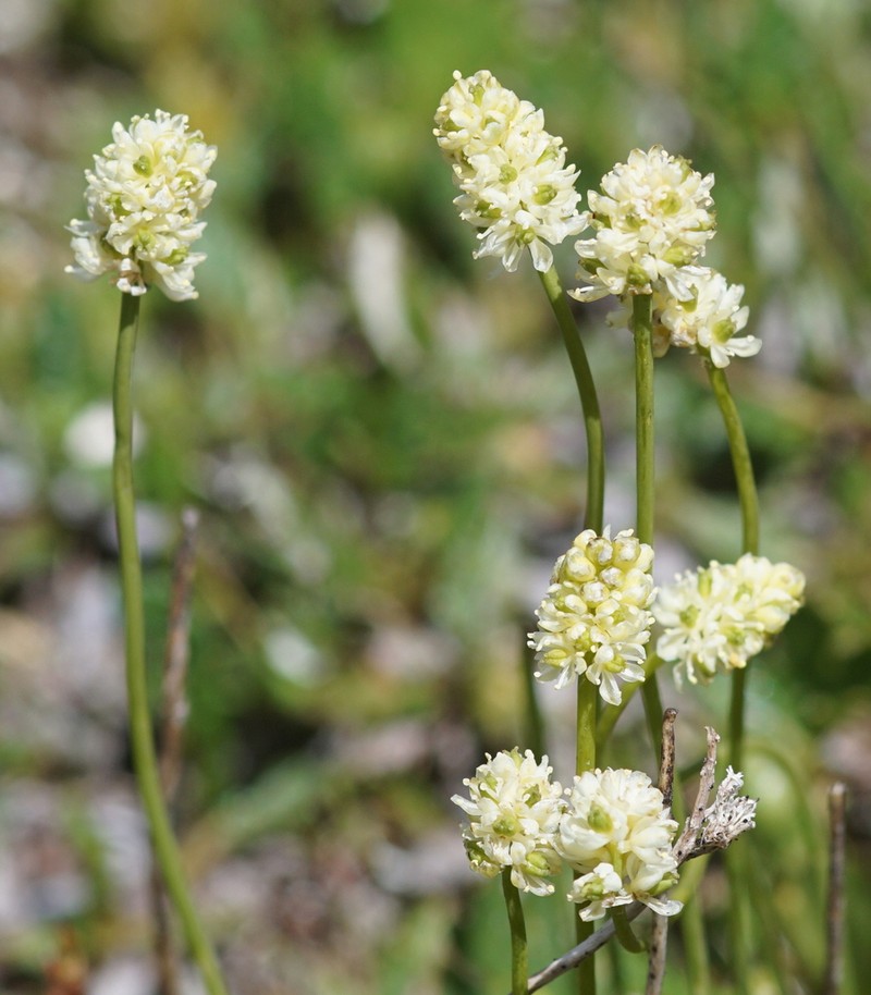 Scotch False Asphodel photo 4