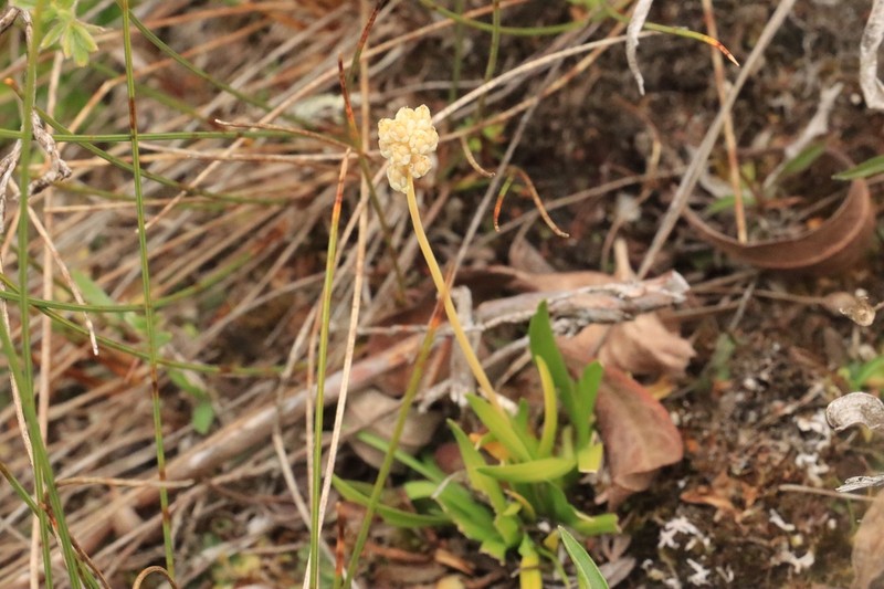 Scotch False Asphodel photo 5