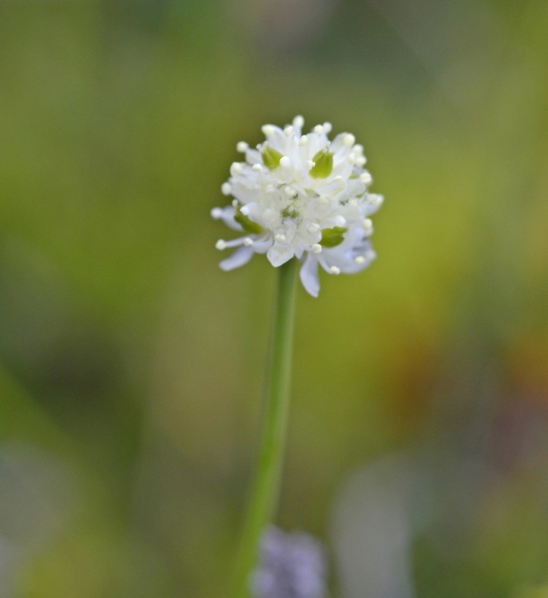 Scotch False Asphodel photo 6