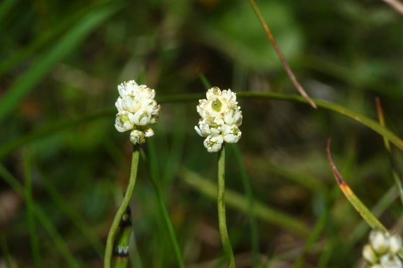 Scotch False Asphodel photo 7