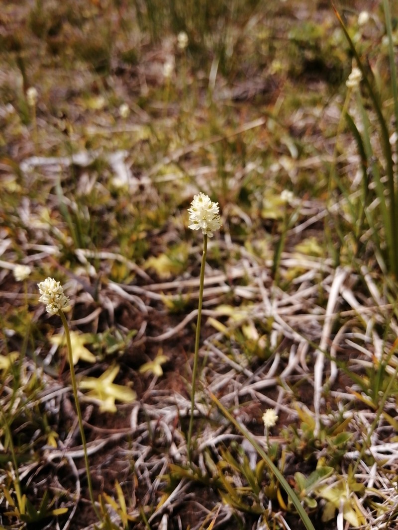 Scotch False Asphodel photo 8
