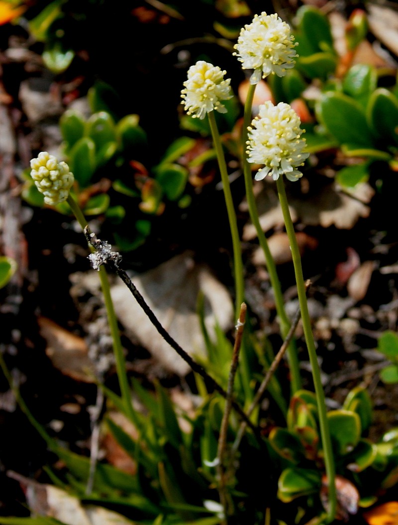 Scotch False Asphodel
