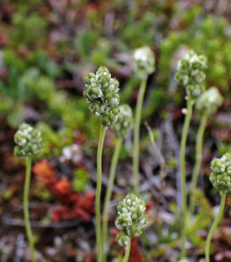 Scotch False Asphodel photo 2