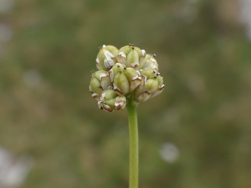 Scotch False Asphodel photo 3