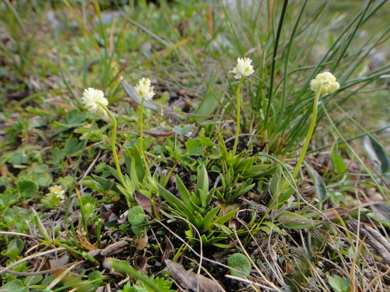 Scotch False Asphodel photo 4