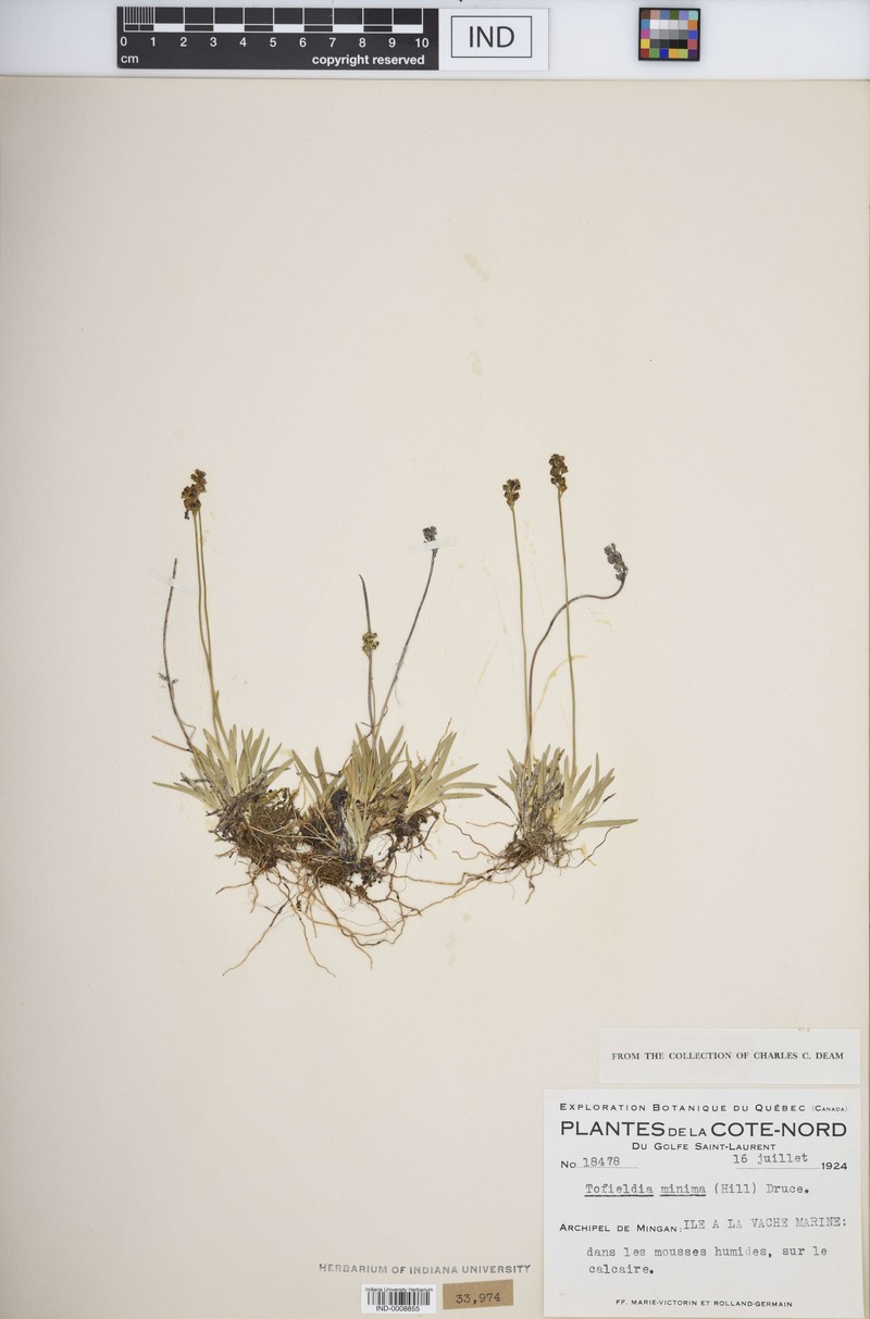 Tofieldia pusilla subsp. pusilla