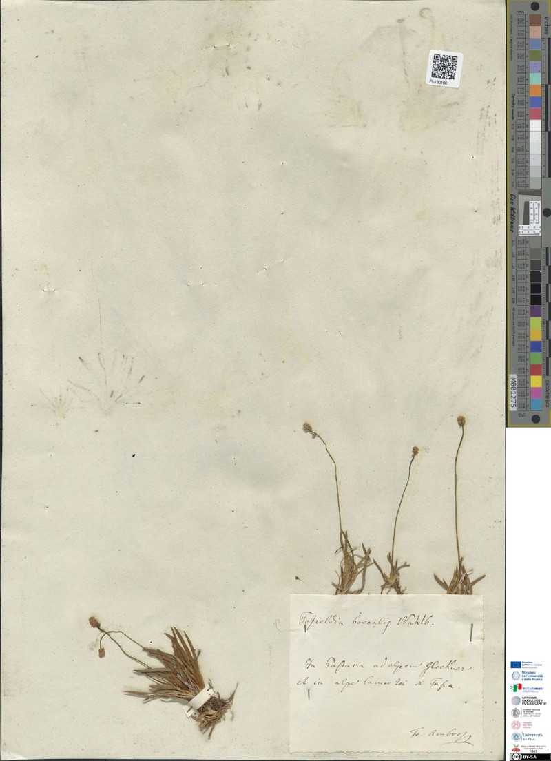 Tofieldia pusilla subsp. pusilla photo 2