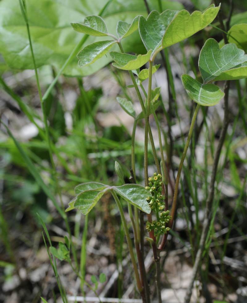 Atlantic Poison Oak photo 3