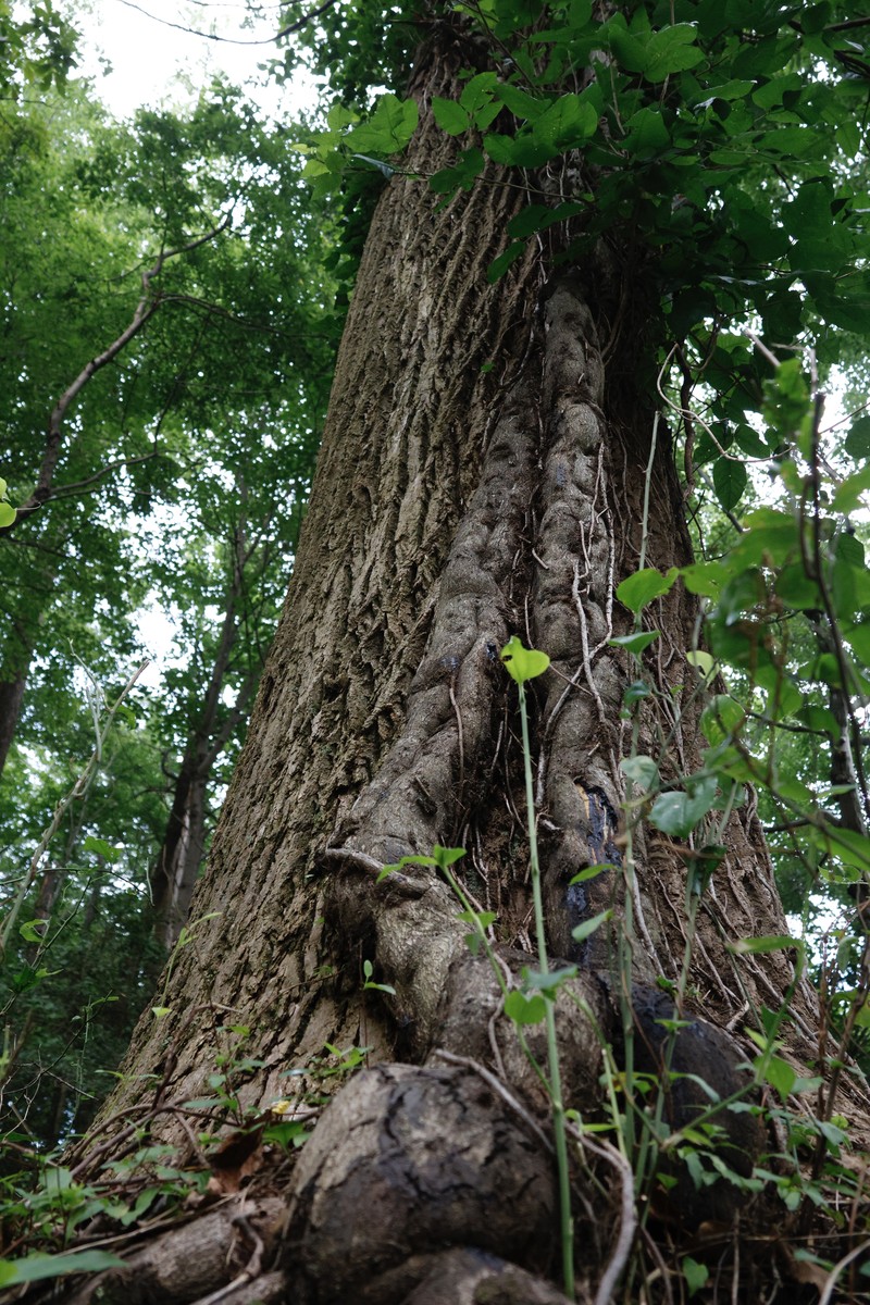 Eastern Poison Ivy photo 2