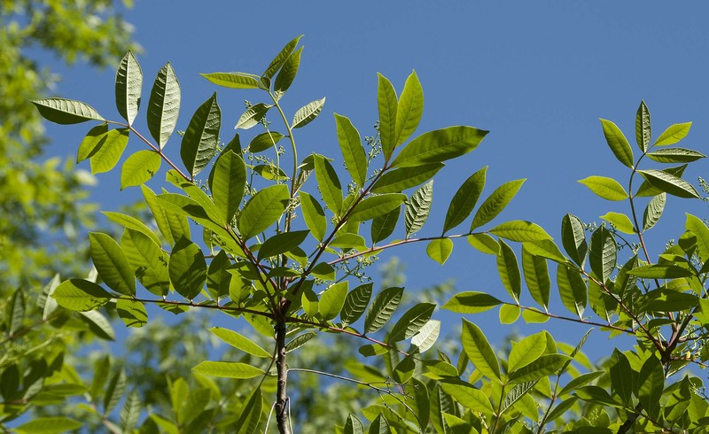 Poison Sumac photo 2