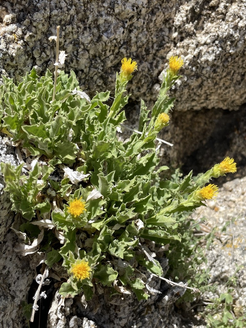 Alpine Serpentweed photo 2