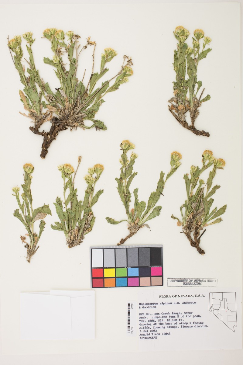 Alpine Serpentweed photo 3