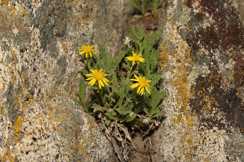 Lake Tahoe Serpentweed