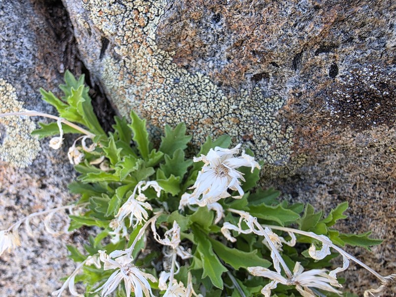 Lake Tahoe Serpentweed photo 2