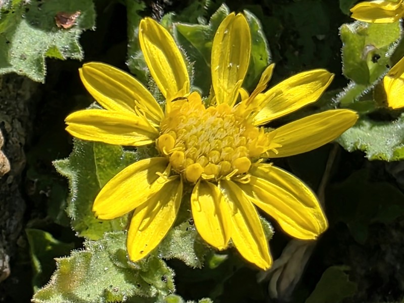 Lake Tahoe Serpentweed photo 3