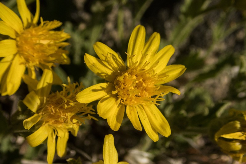 Lake Tahoe Serpentweed photo 4