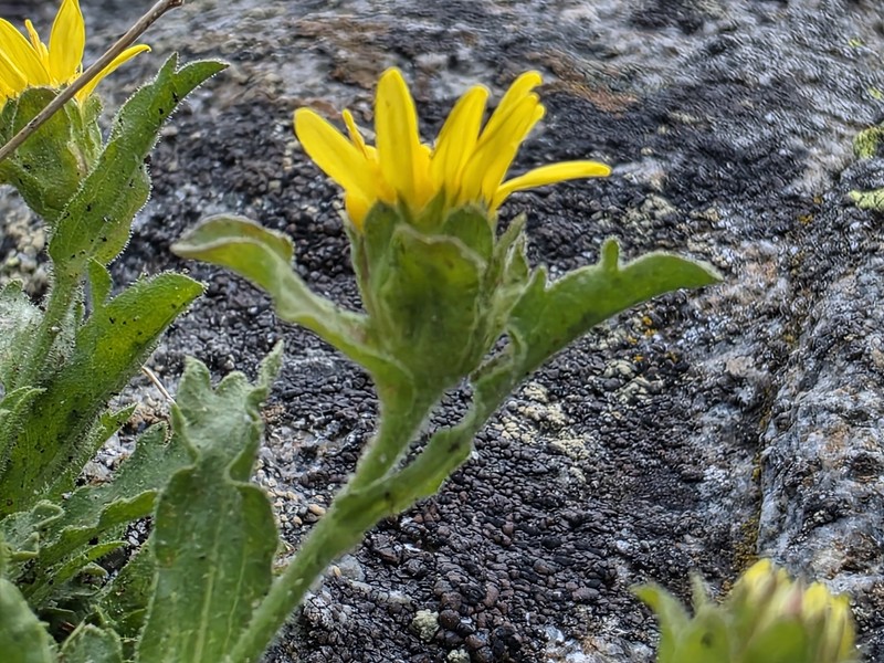 Lake Tahoe Serpentweed photo 5