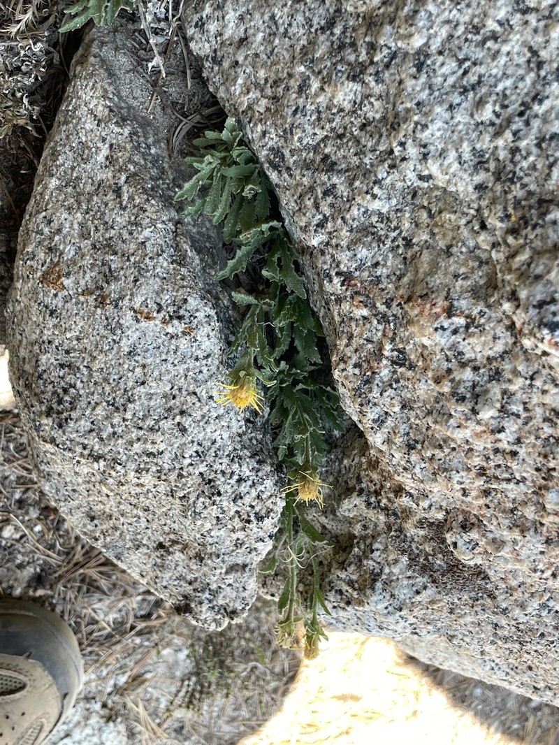 Lake Tahoe Serpentweed photo 6