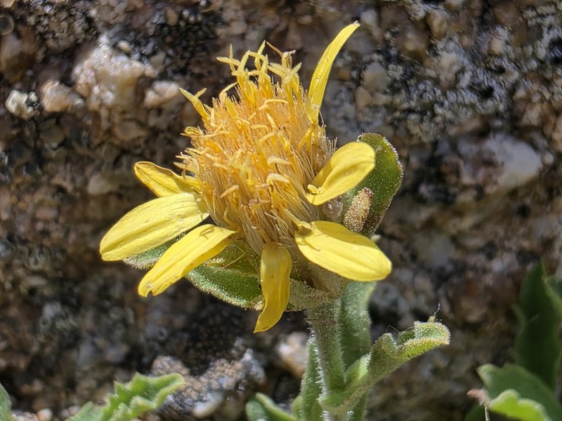 Lake Tahoe Serpentweed photo 7