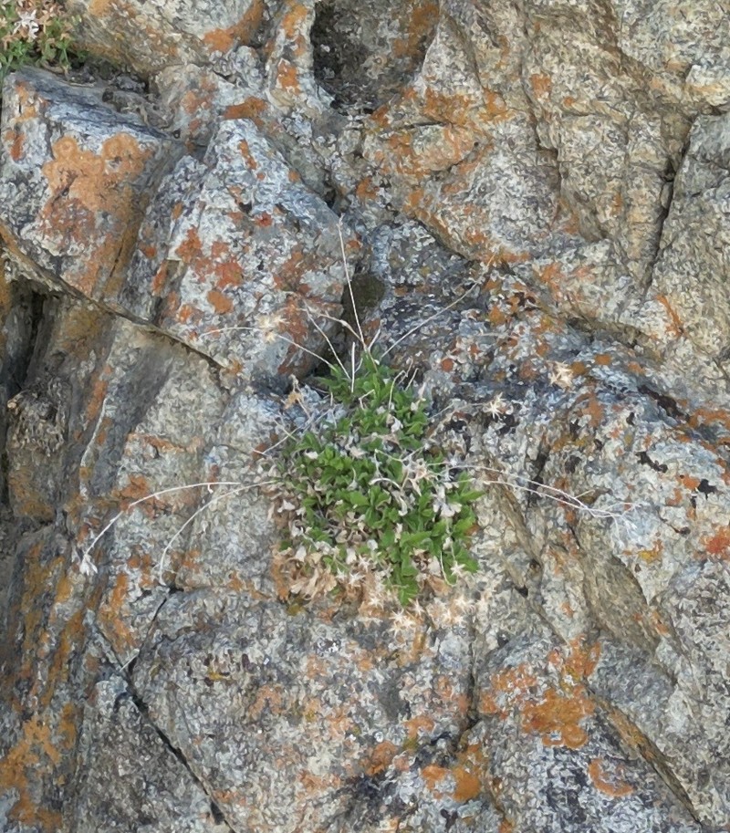 Granite Serpentweed