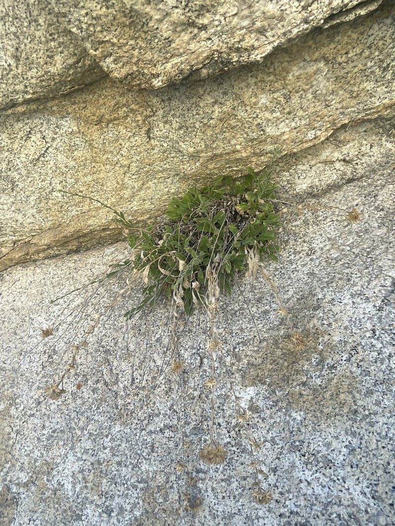Granite Serpentweed photo 2