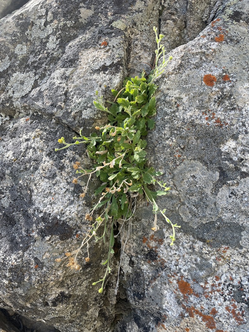 Granite Serpentweed photo 3