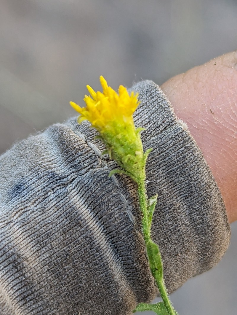 Granite Serpentweed photo 4