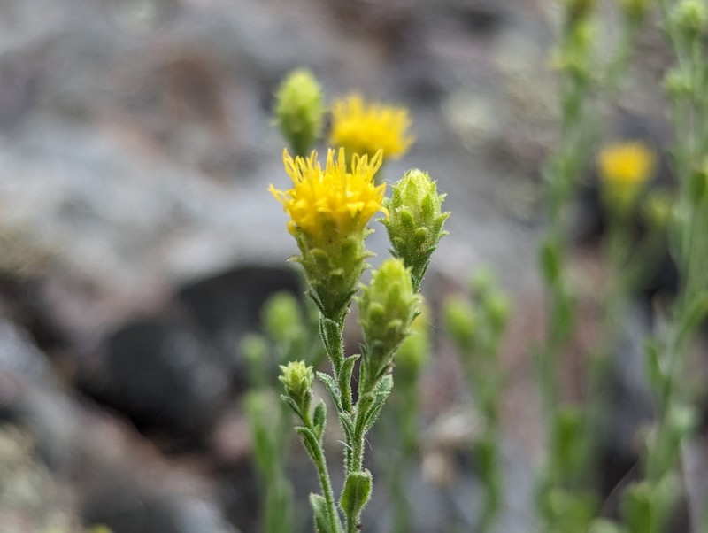 Granite Serpentweed photo 6