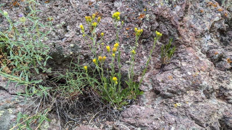 Granite Serpentweed photo 7