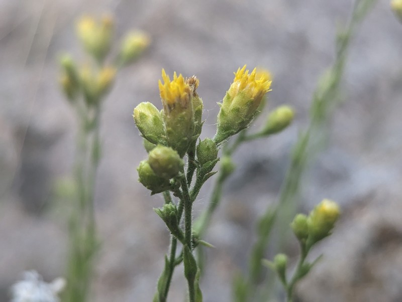 Granite Serpentweed photo 8