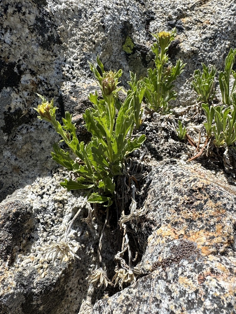 Peirson's Serpentweed