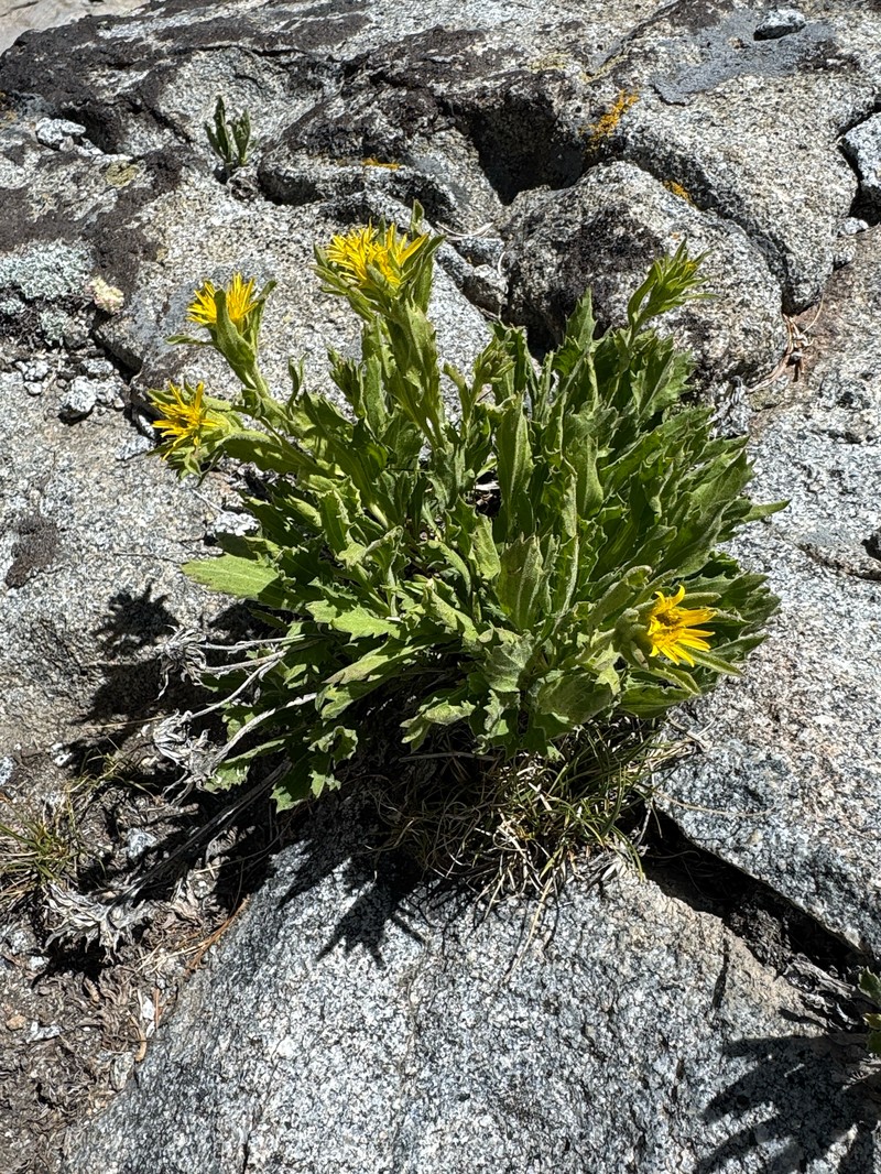 Peirson's Serpentweed photo 2